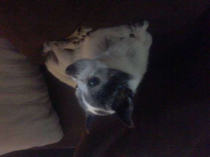 Courage - Chihuahua Mâle (15 ans)