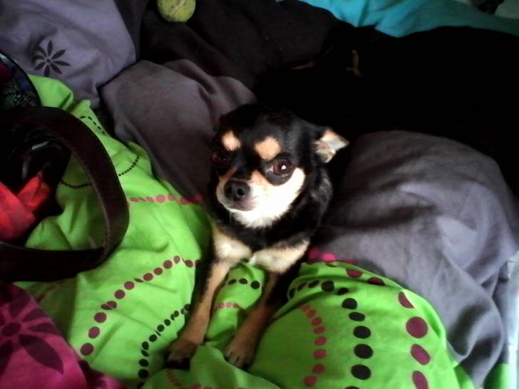 Maya - Chihuahua Femelle (3 ans)