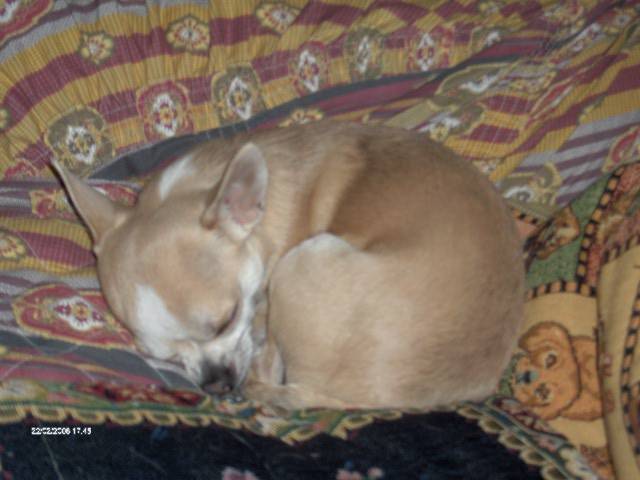 chihuahua vaillant - Chihuahua