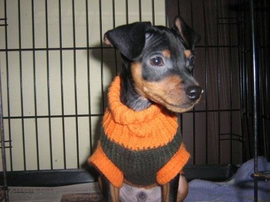 luffy - Chihuahua Mâle (1 mois)