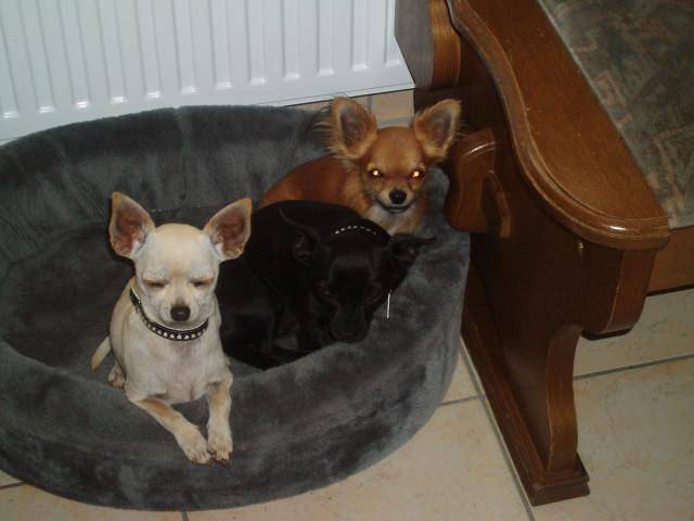 chihuahua - Chihuahua