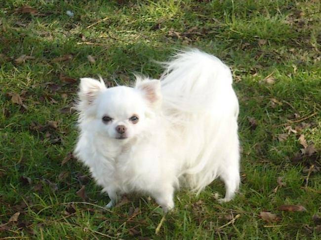 Unidyl du Clos des Mouyssoux - Chihuahua