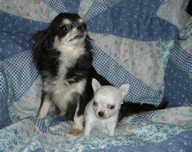 Batilda Of Tierras Calientes - Chihuahua