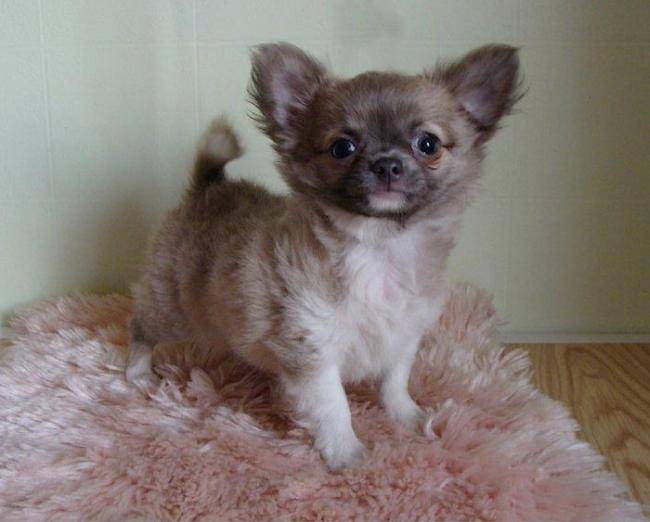 Hugo Of Tierras Calientes - Chihuahua