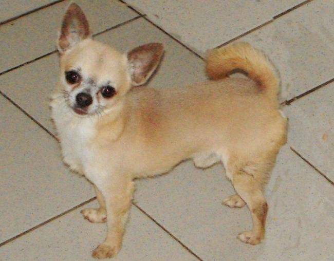 Dinamic Of Tierras Calientes pose - Chihuahua