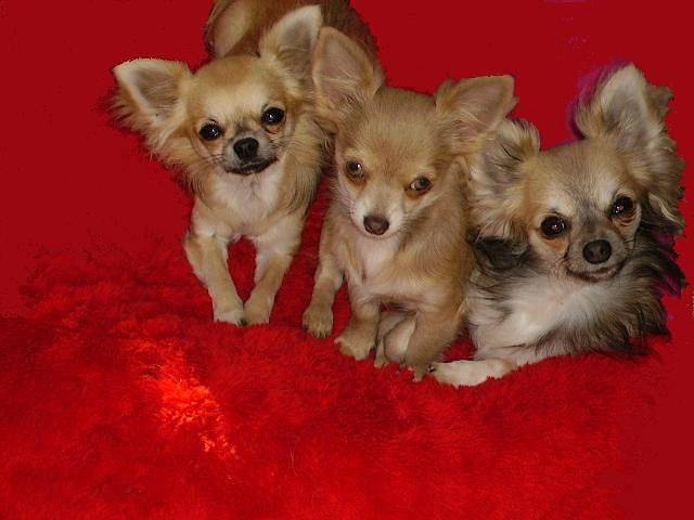 E' FASHION FARHA et FIDJY de la Villardières - Chihuahua