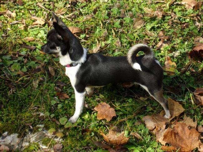 Guiness, balade en forêt - Chihuahua