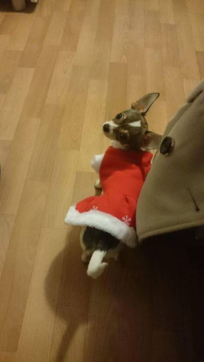 Kimi mère Noël 8 mois - Chihuahua (8 mois)
