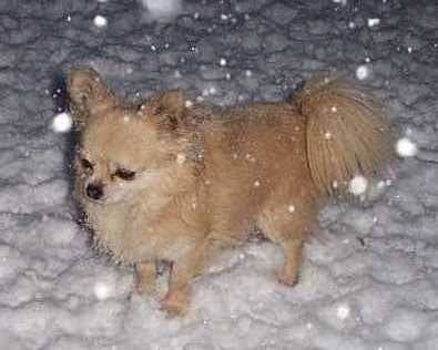 Xéos - Chihuahua Mâle (11 ans)