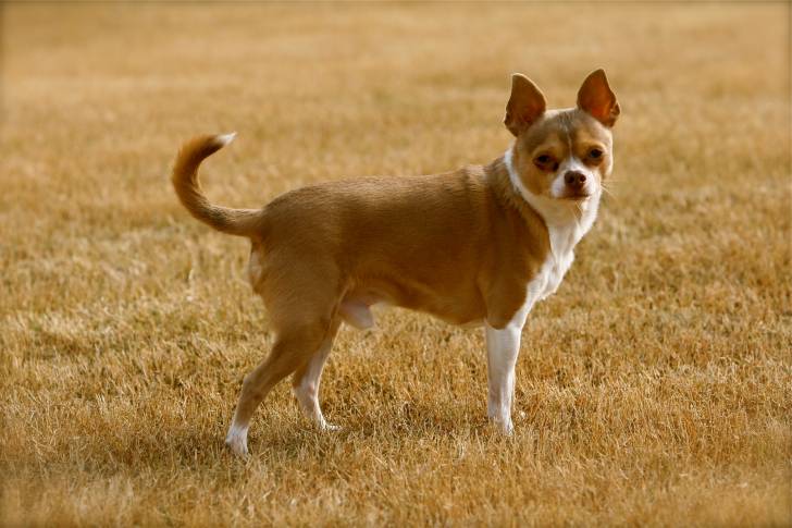 Le Chihuahua Race De Chien Compatible Avec Un Chat
