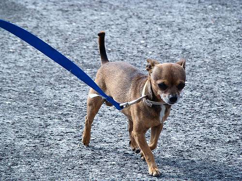 Le Chihuahua Race Ayant Peu Besoin Dentretien