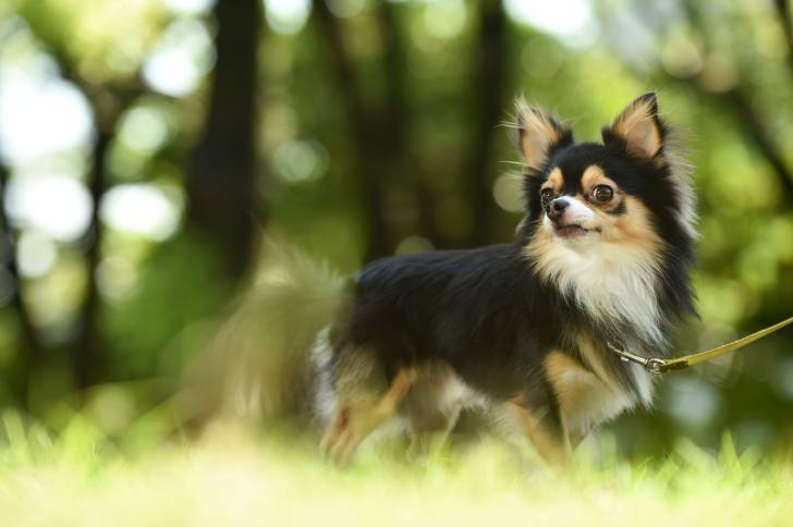Un Chihuahua tenu en laisse