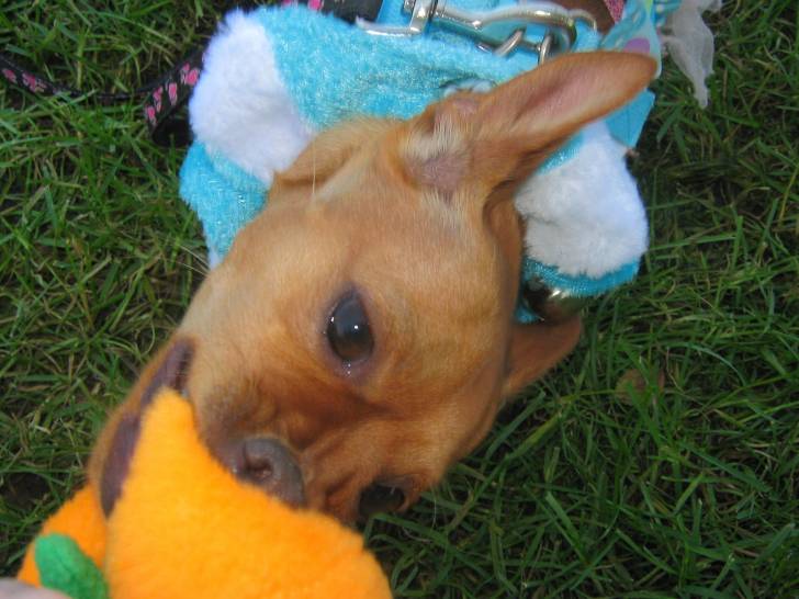 Lexus - Chihuahua Femelle (2 ans)