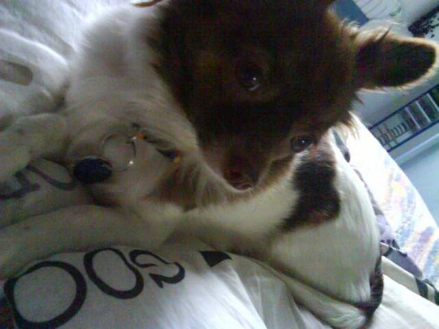 Cloé - Chihuahua Femelle (1 an)