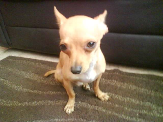 guero - Chihuahua Mâle (2 ans)
