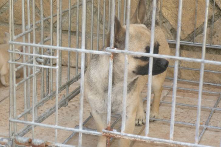 Kimera - Chihuahua Femelle (11 mois)