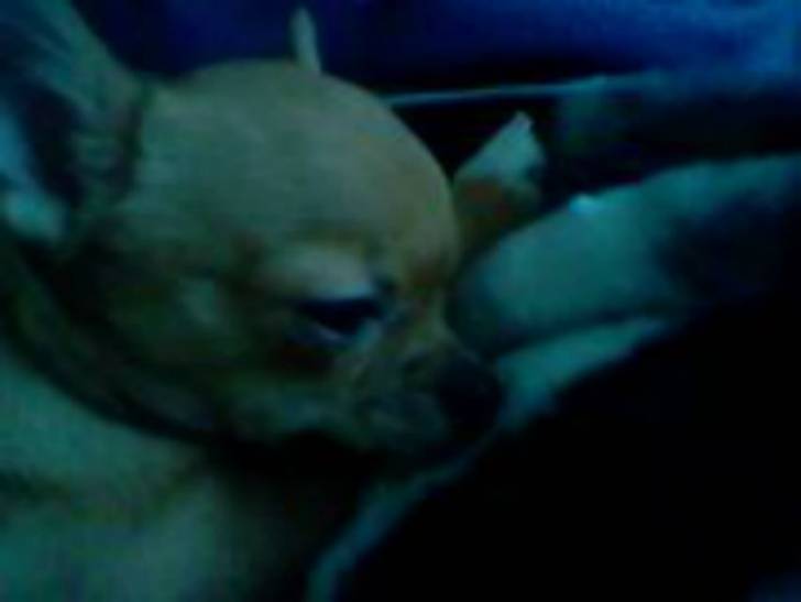 Peanut - Chihuahua Femelle (1 an)