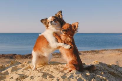 Deux Chihuahuas en train de jouer dans le sable