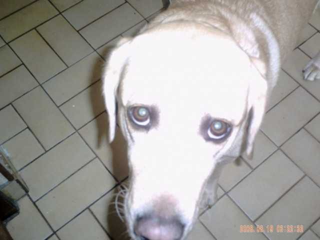 bebel - Chihuahua Mâle (1 an)