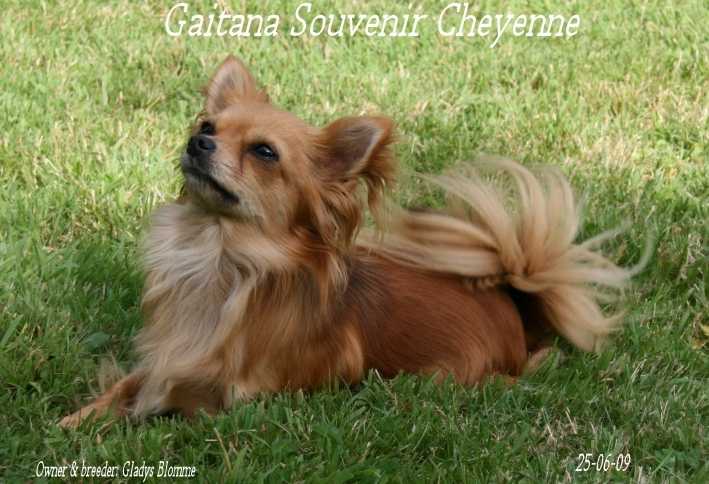 Gaitana Souvenir Cheyenne - Chihuahua Femelle (2 ans)