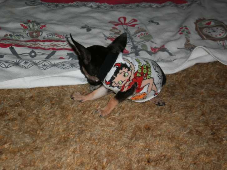 Baby - Chihuahua Mâle (4 mois)