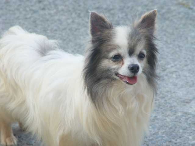 Chihuahua - Zig Zag of Tierra Caliente - Chihuahua