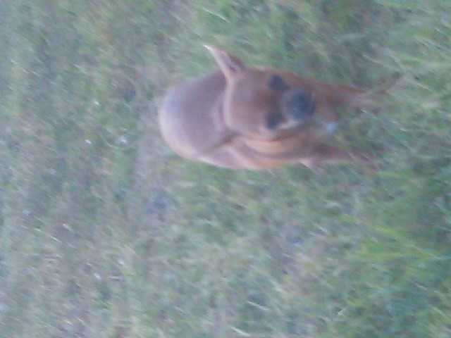 chihuahua - Chihuahua