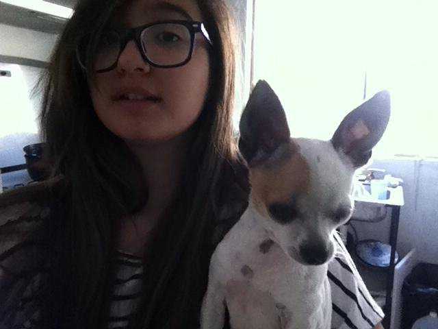 Gianna - Chihuahua Femelle (1 an)