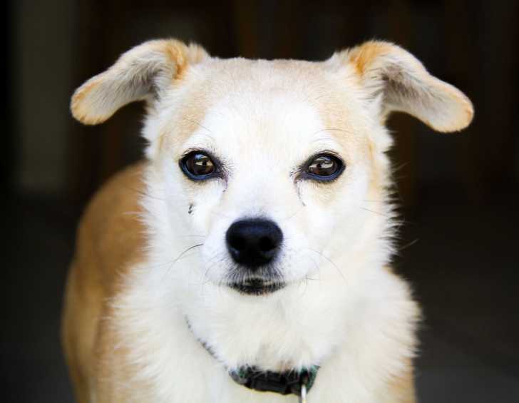 Un Chihuahua face à l'objectif