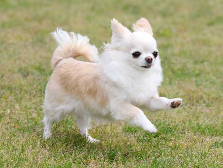Un Chihuahua en train de courir dehors