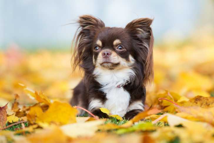 Un Chihuahua allongé sur des feuilles d'automne