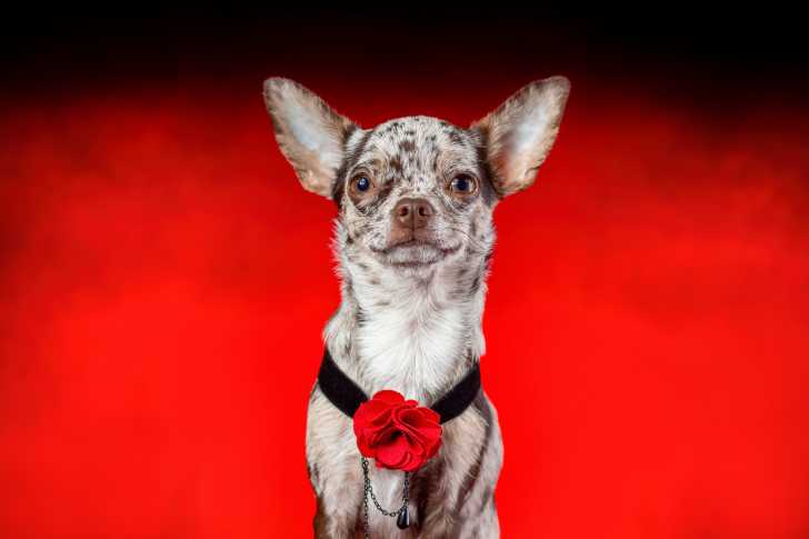 Photo Chihuahua