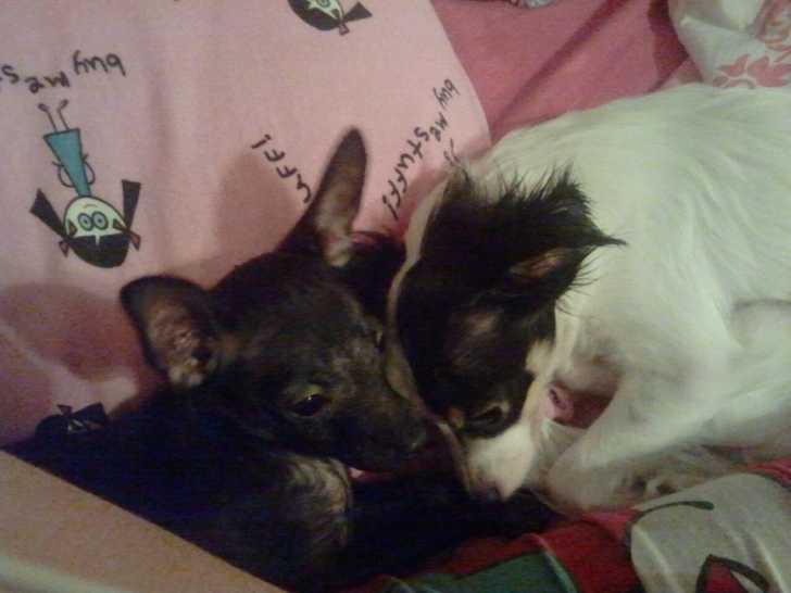 Dixi and Darcy - Chihuahua Femelle (1 an)