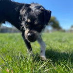 Un Schnug debout sur un champ d&rsquo;herbe 