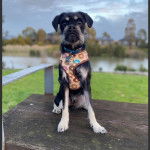 Un Schnug assis sur un banc en bois avec un lac en arri&egrave;re-plan