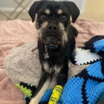 Un Schnug portant un collier et allong&eacute; sur un matelas