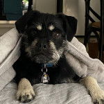 Un Schnug portant un collier et allong&eacute; sur un matelas en fixant la cam&eacute;ra