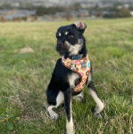 Un Schnug portant un harnais et assis sur une pelouse verdoyante