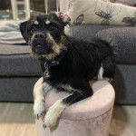 Un Schnug assis sur un ottoman rose avec en arri&egrave;re-plan un canap&eacute; gris