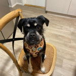 Un Schnug portant un bandana autour du cou et assis sur une chaise en bois