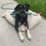 Un Schnug allong&eacute; sur un lit pour chien avec un jouet &agrave; corde verte dans la bouche