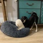 Un Schnug debout sur ses pattes arri&egrave;re avec ses pattes avant sur le lit