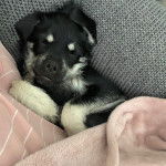 Un Schnug dormant sur un canap&eacute; gris