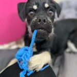 Un Schnug avec un jouet de corde bleu dans sa bouche