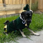 Un Schnug portant un costume et assis sur un trottoir en b&eacute;ton avec de l&rsquo;herbe en arri&egrave;re-plan