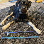 Un Schnug en laisse allong&eacute; sur un tapis &agrave; motifs