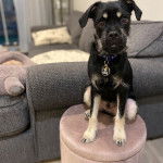 Un Scnhug assis sur un pouf rose