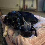 Un Schnug recroquevill&eacute; sur une couverture rose