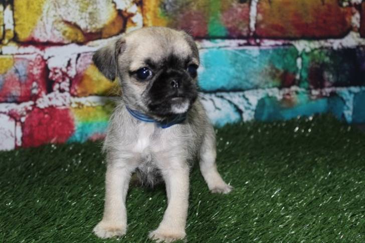 Un Schnug debout sur de l'herbe artificielle