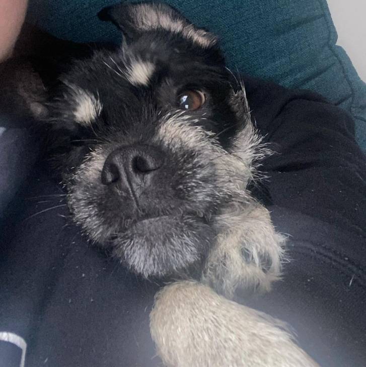 Photo du visage d'un Schnug noir allongé sur un canapé